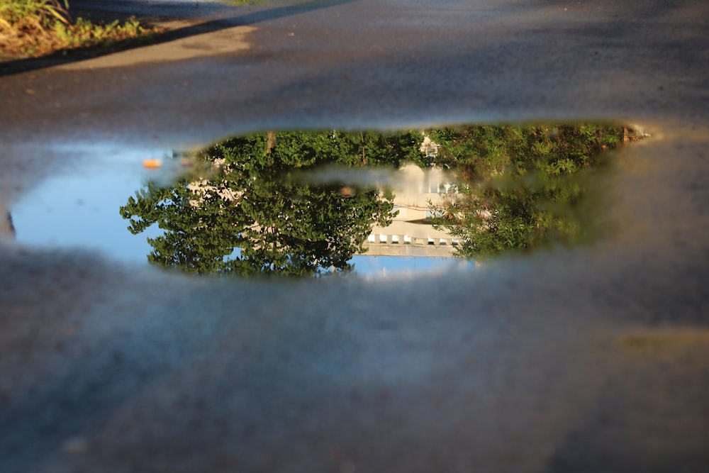 a reflection of a tree in a puddle of water