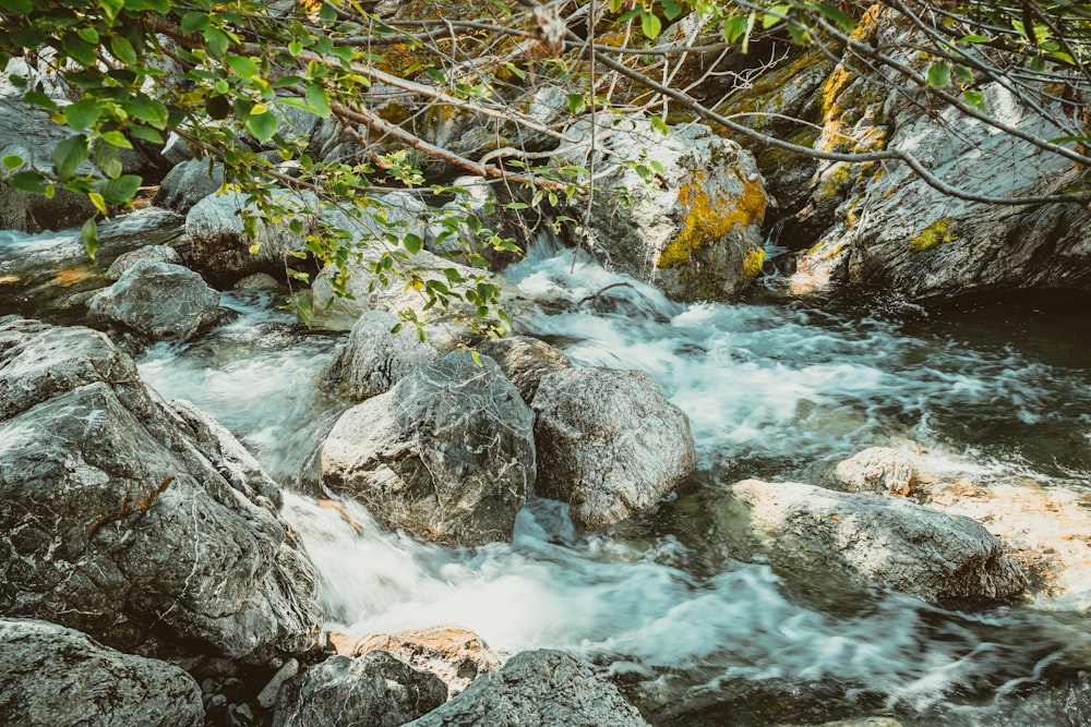 a river running through a lush green forest