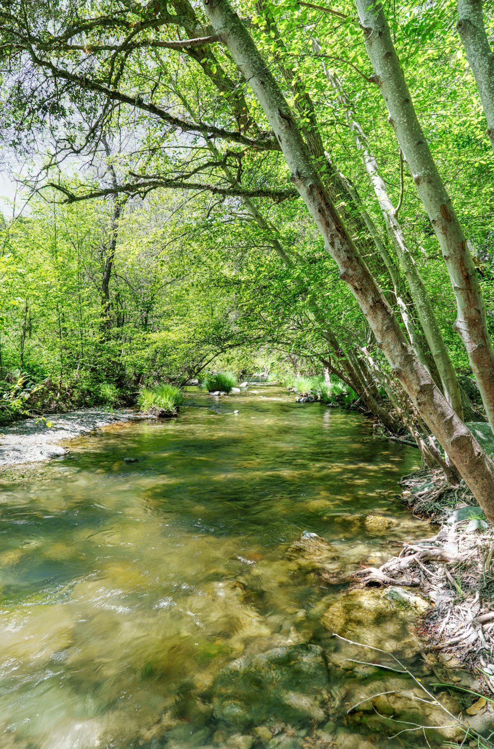 a river running through a lush green forest