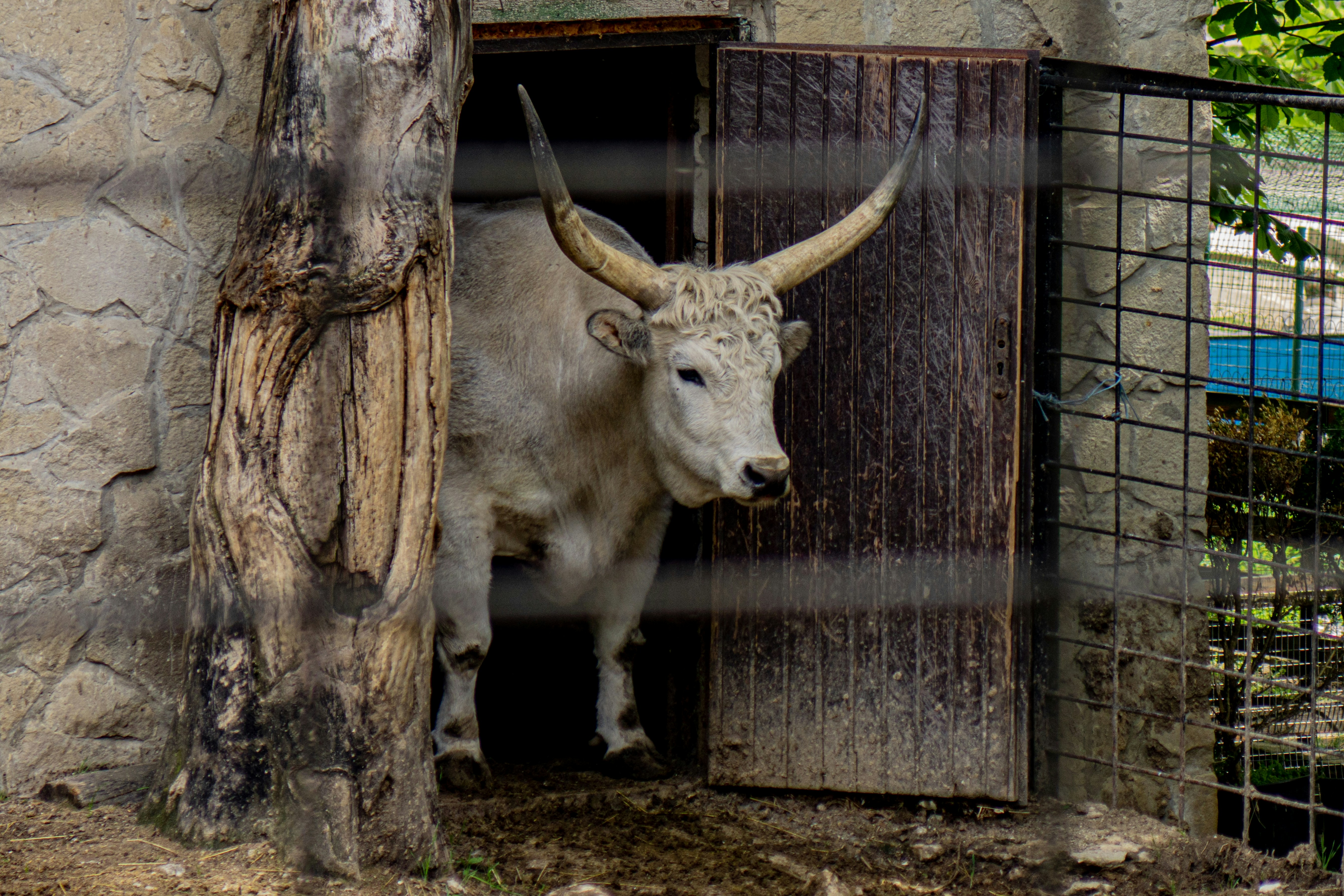 Aurochs: The Wild Ancestors of Cattle Return (image credits: unsplash)