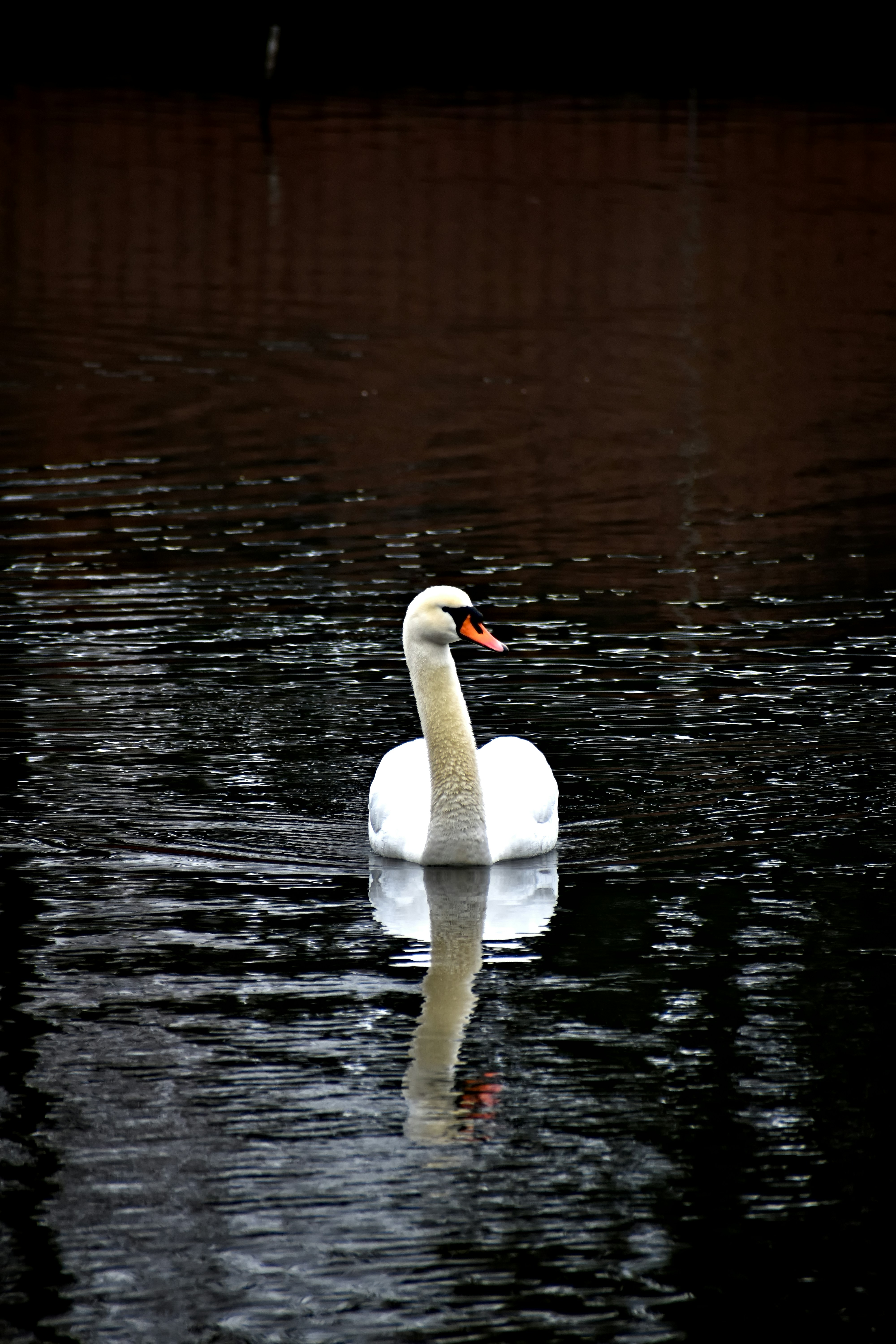 a white swan floating on top of a body of water