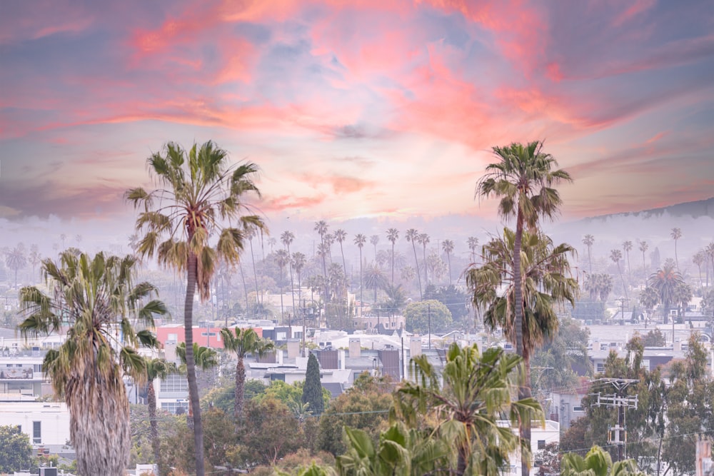 a view of a city with palm trees in the foreground