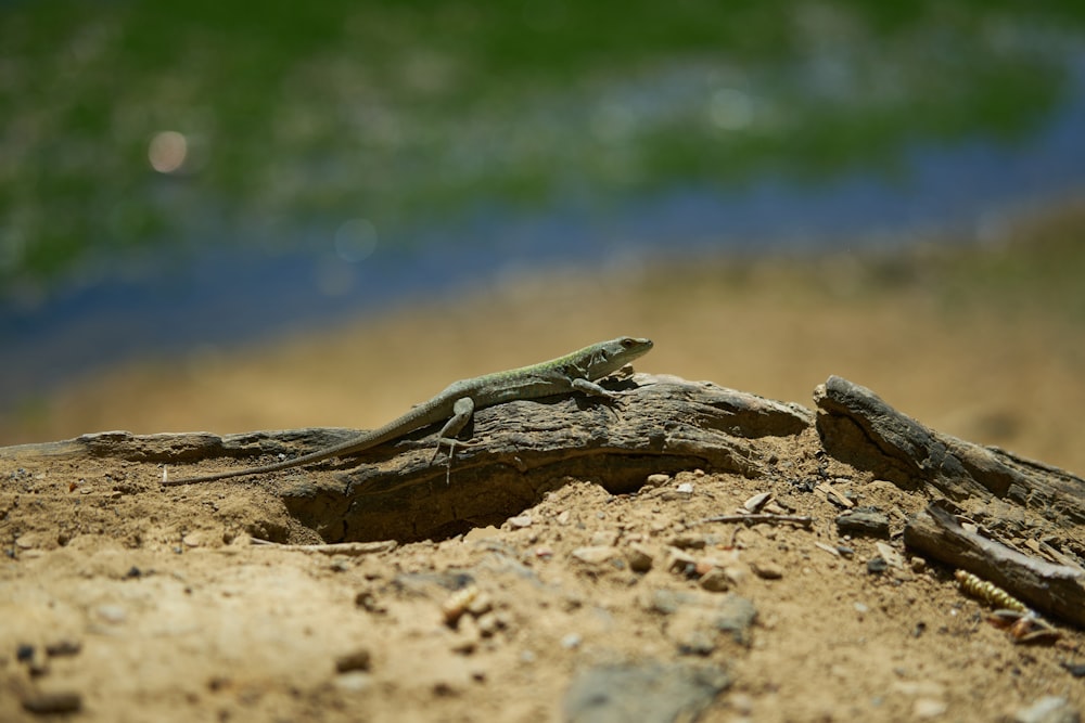 a lizard is sitting on a piece of wood