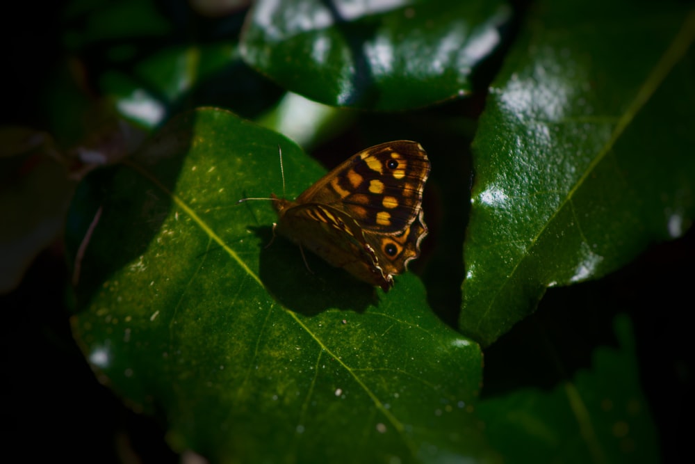 a brown and yellow butterfly sitting on a green leaf