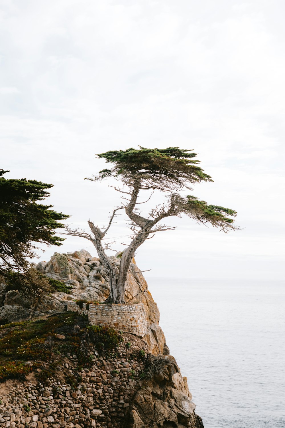 a lone tree on a rocky cliff by the ocean
