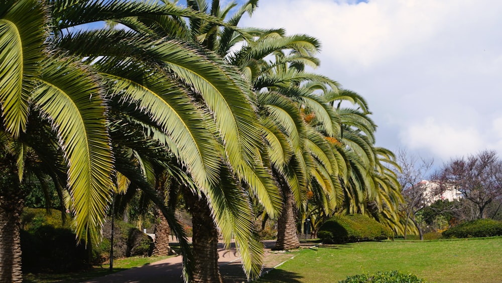 a row of palm trees in a park