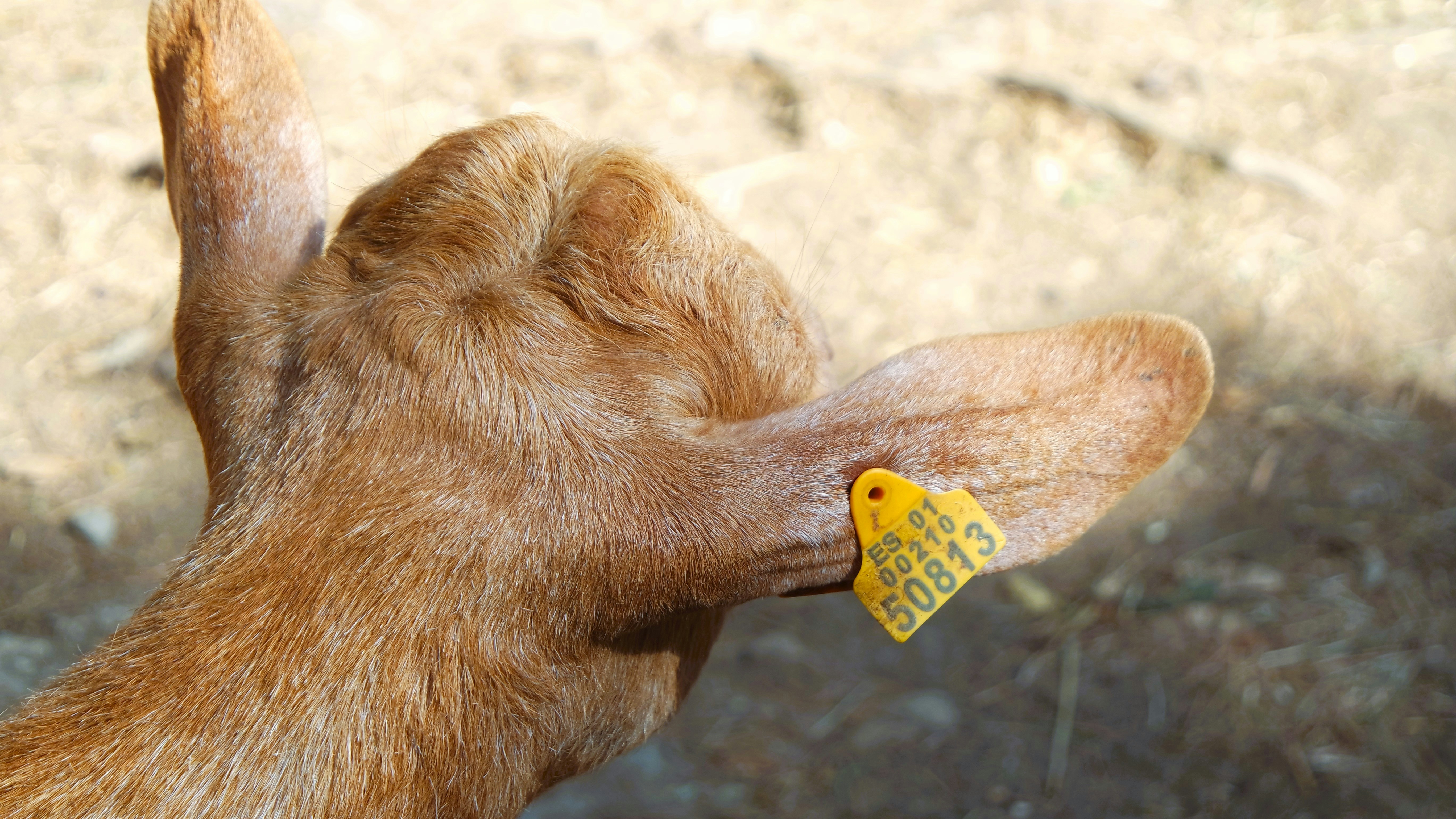 a close up of a dog's face with a tag on it's