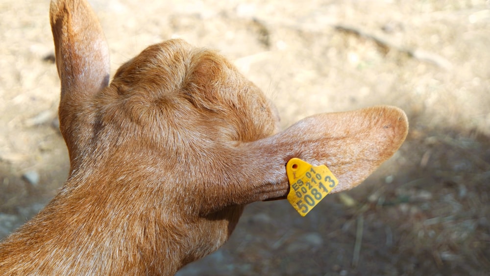 a close up of a dog's face with a tag on it's