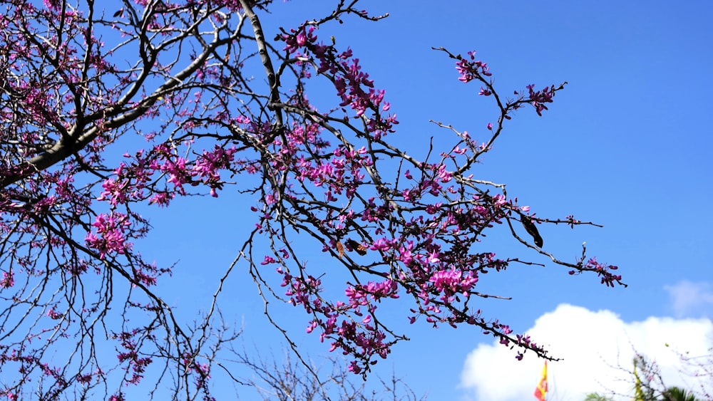 a bird sitting on a branch of a tree