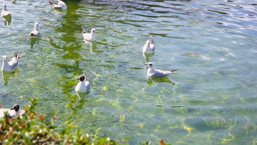 une volée de mouettes nageant dans un lac