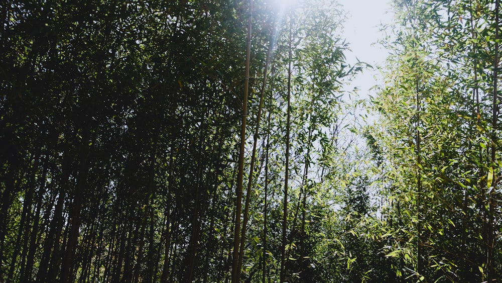 O sol brilha através das árvores de bambu
