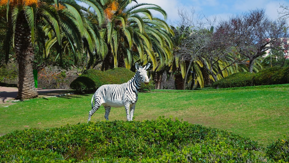 a zebra standing in the middle of a lush green field