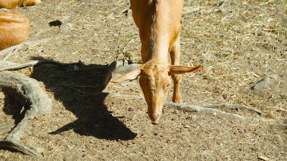 a brown cow standing on top of a dry grass field