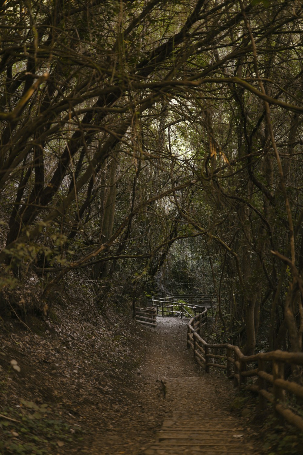 a path through a forest with lots of trees