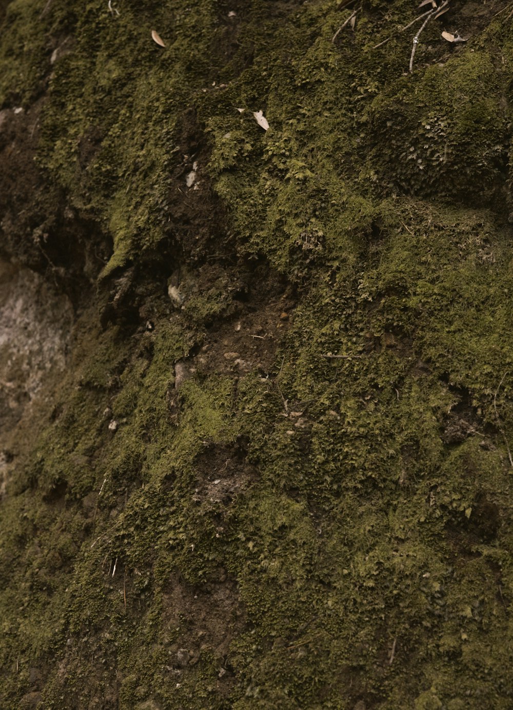 a bird is standing on a moss covered hill