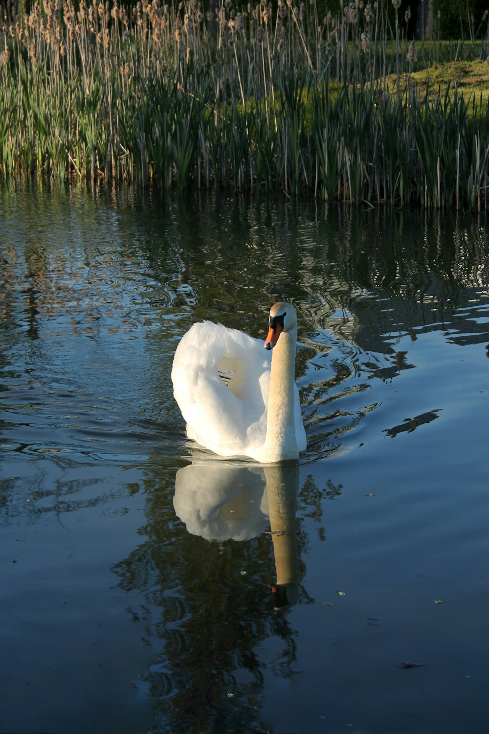 a white swan swimming on top of a lake