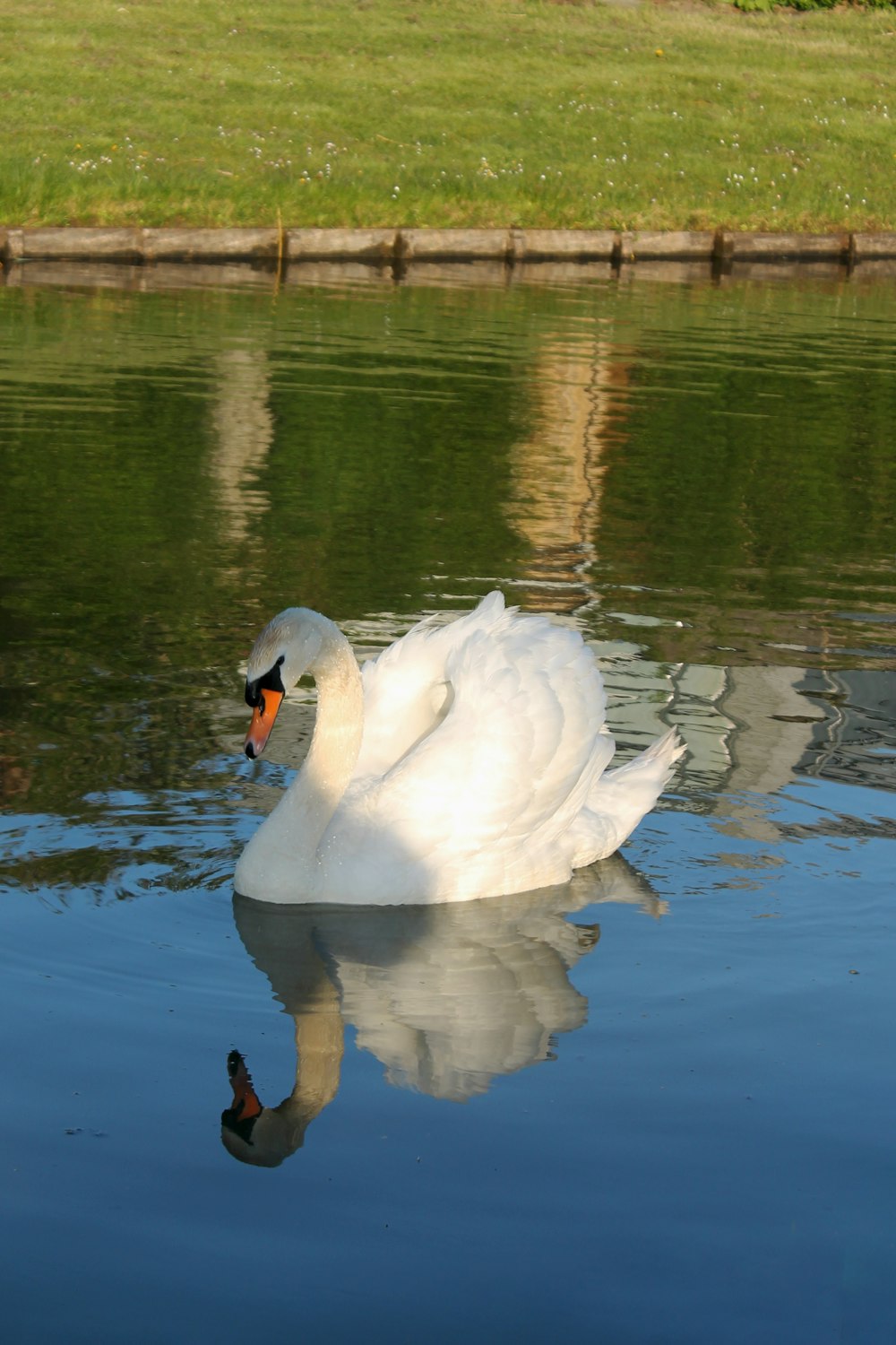 a white swan is swimming in the water