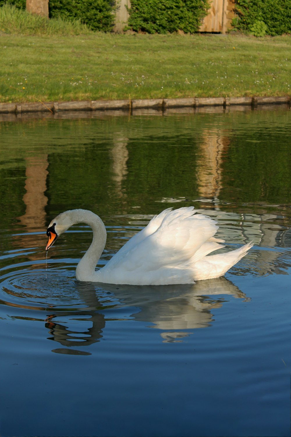 a white swan is swimming in the water