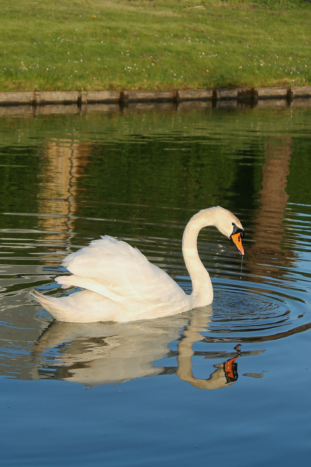 a white swan is swimming in the water