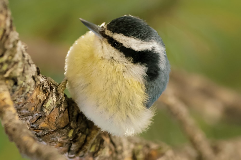 a small bird perched on top of a tree branch