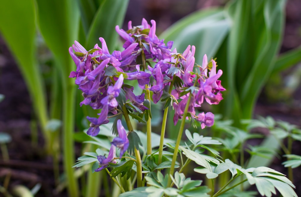 ein Strauß lila Blumen in einem Garten