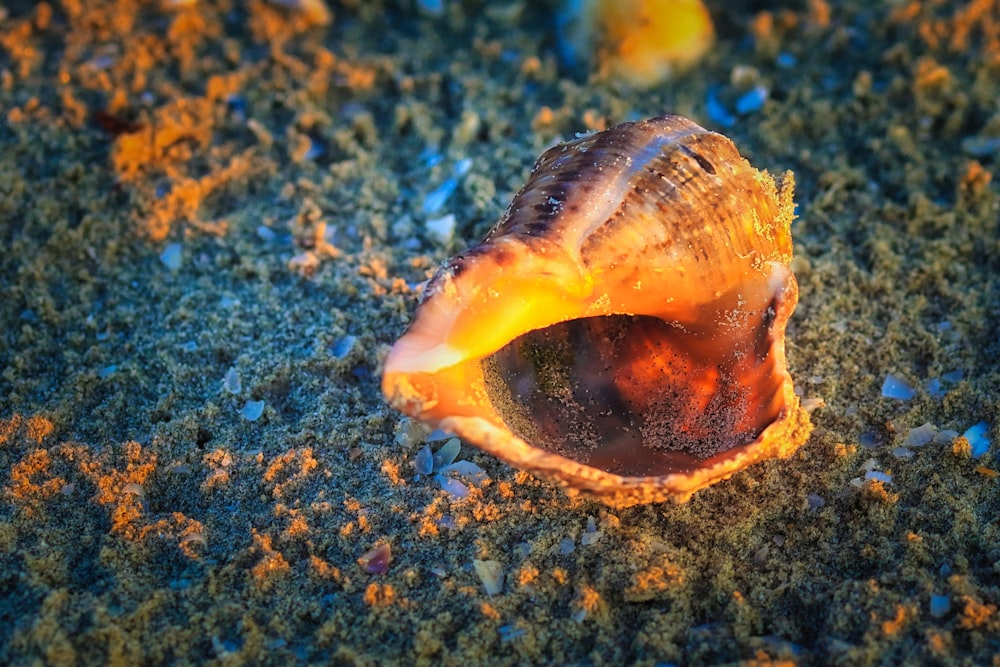 a close up of a shell on the sand