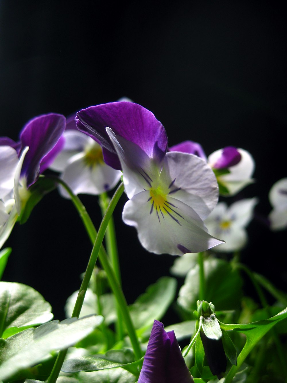 a group of purple and white flowers sitting on top of a green plant