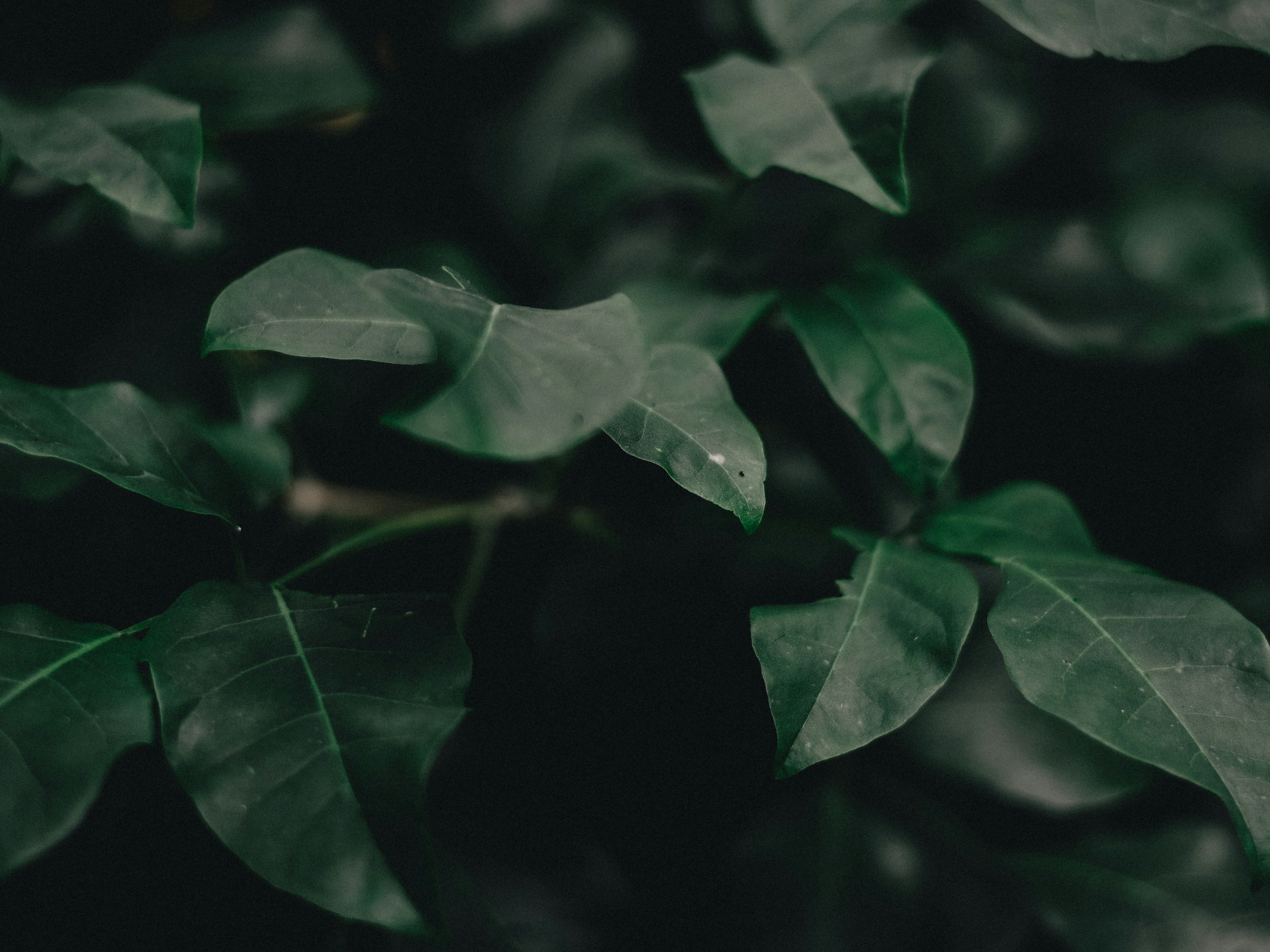 Photo by raffaalvess