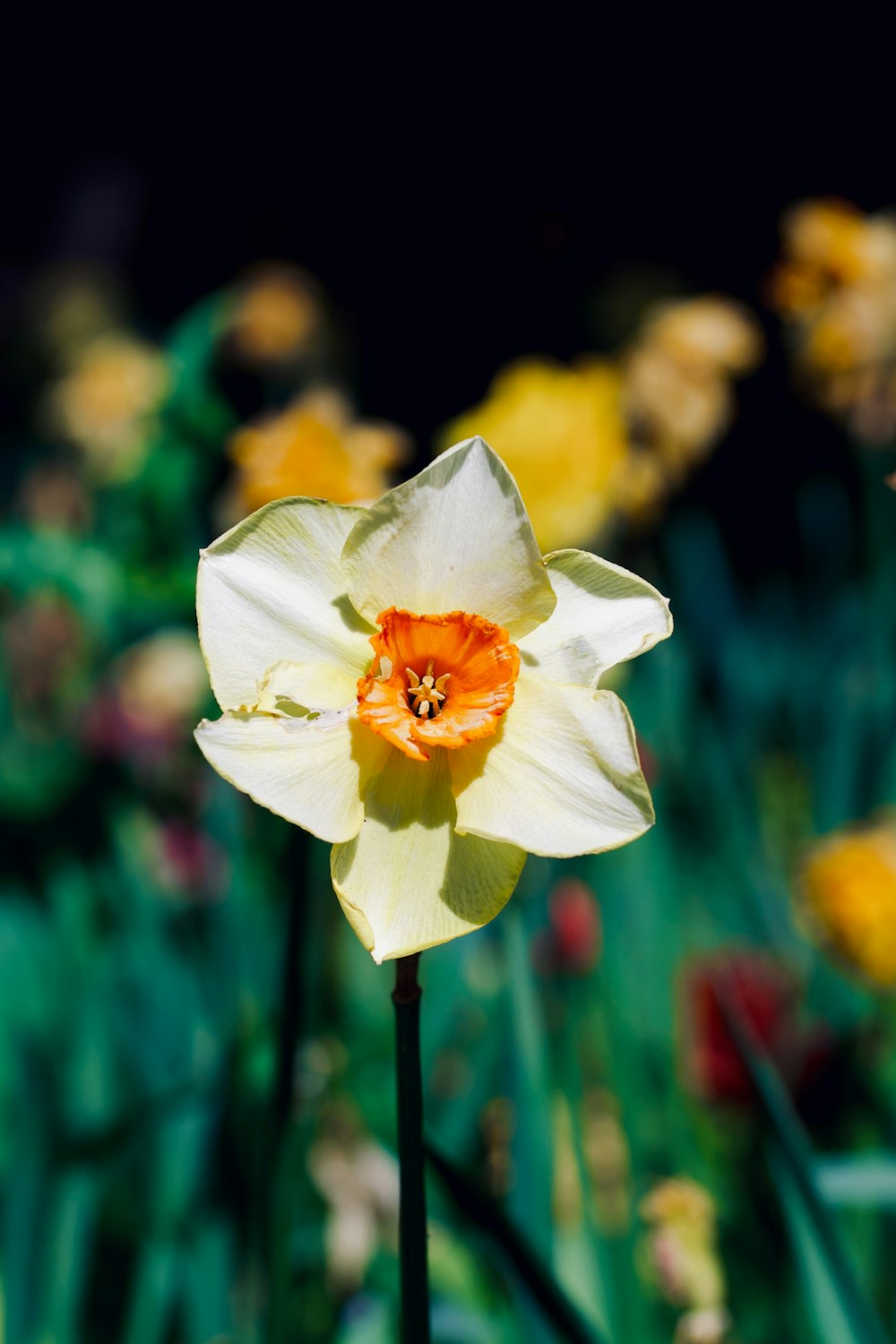 a single white and orange flower in a field of flowers