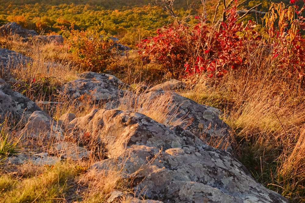 a field with rocks and plants in the foreground