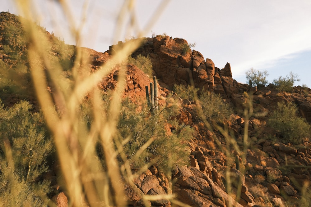 a cactus on the side of a rocky hill