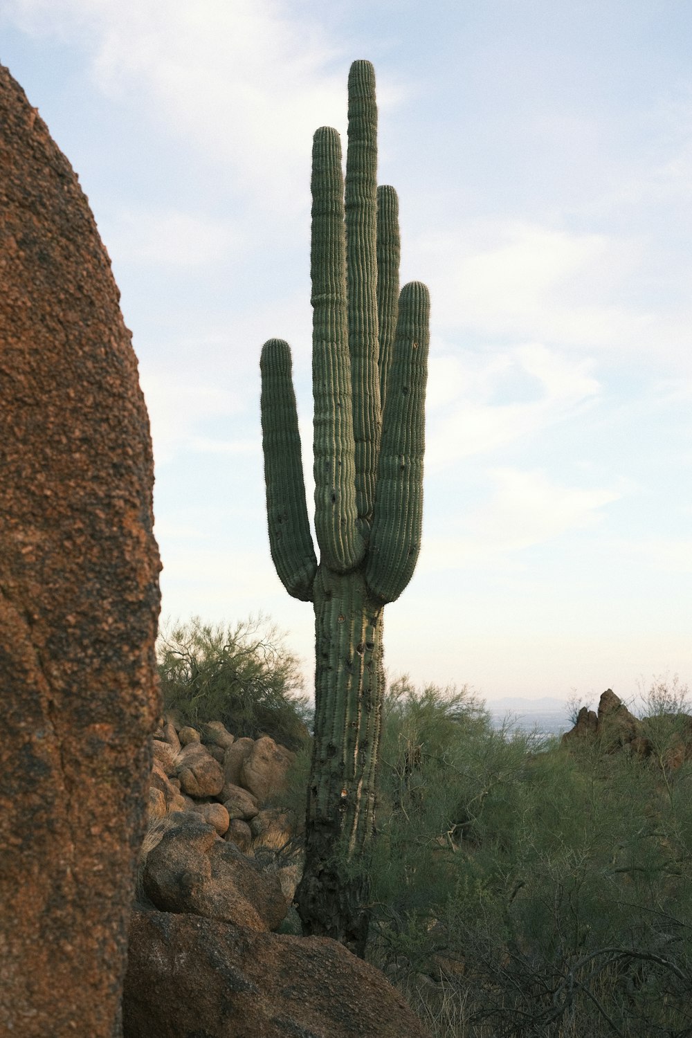 a large green cactus standing next to a large rock