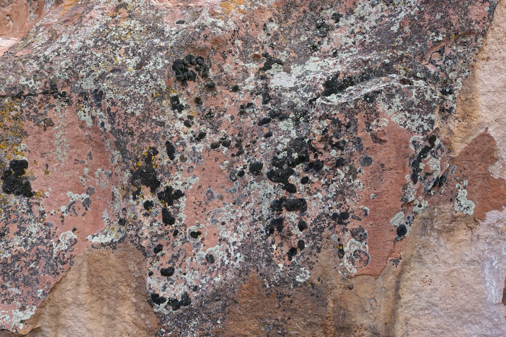 a close up of a rock with lichen and moss growing on it