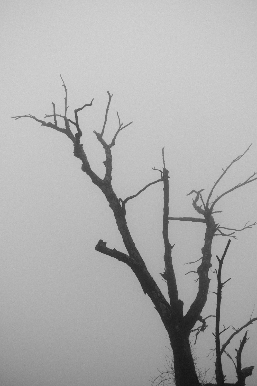 a black and white photo of a tree in the fog