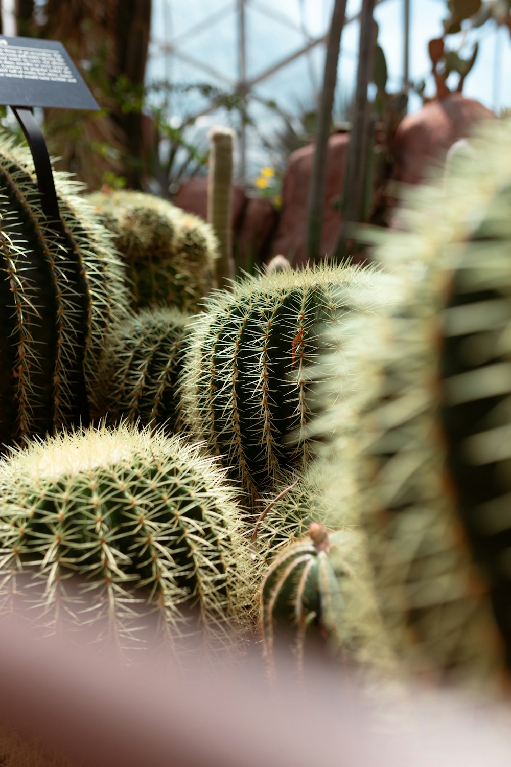 a group of cactus plants in a greenhouse