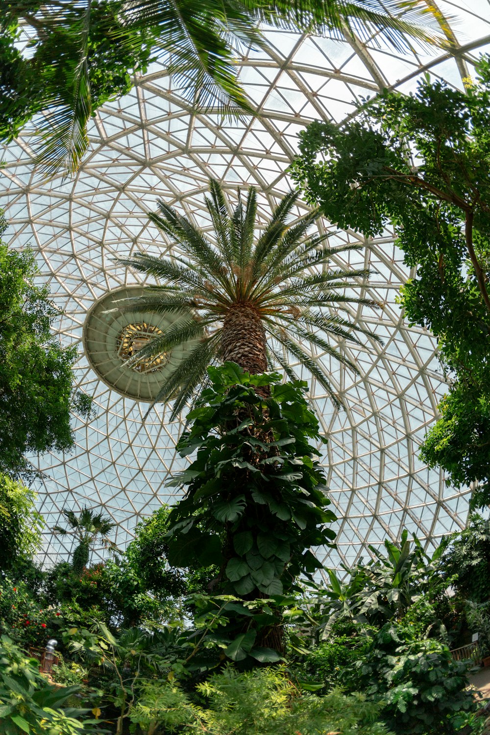 a palm tree inside of a glass dome