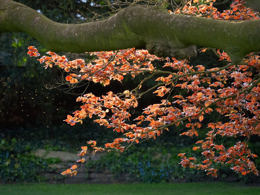a tree with orange leaves in a park