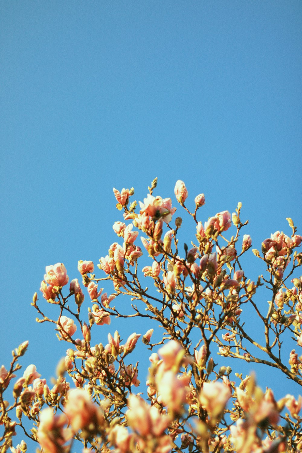 a bird sitting on a tree branch with a blue sky in the background