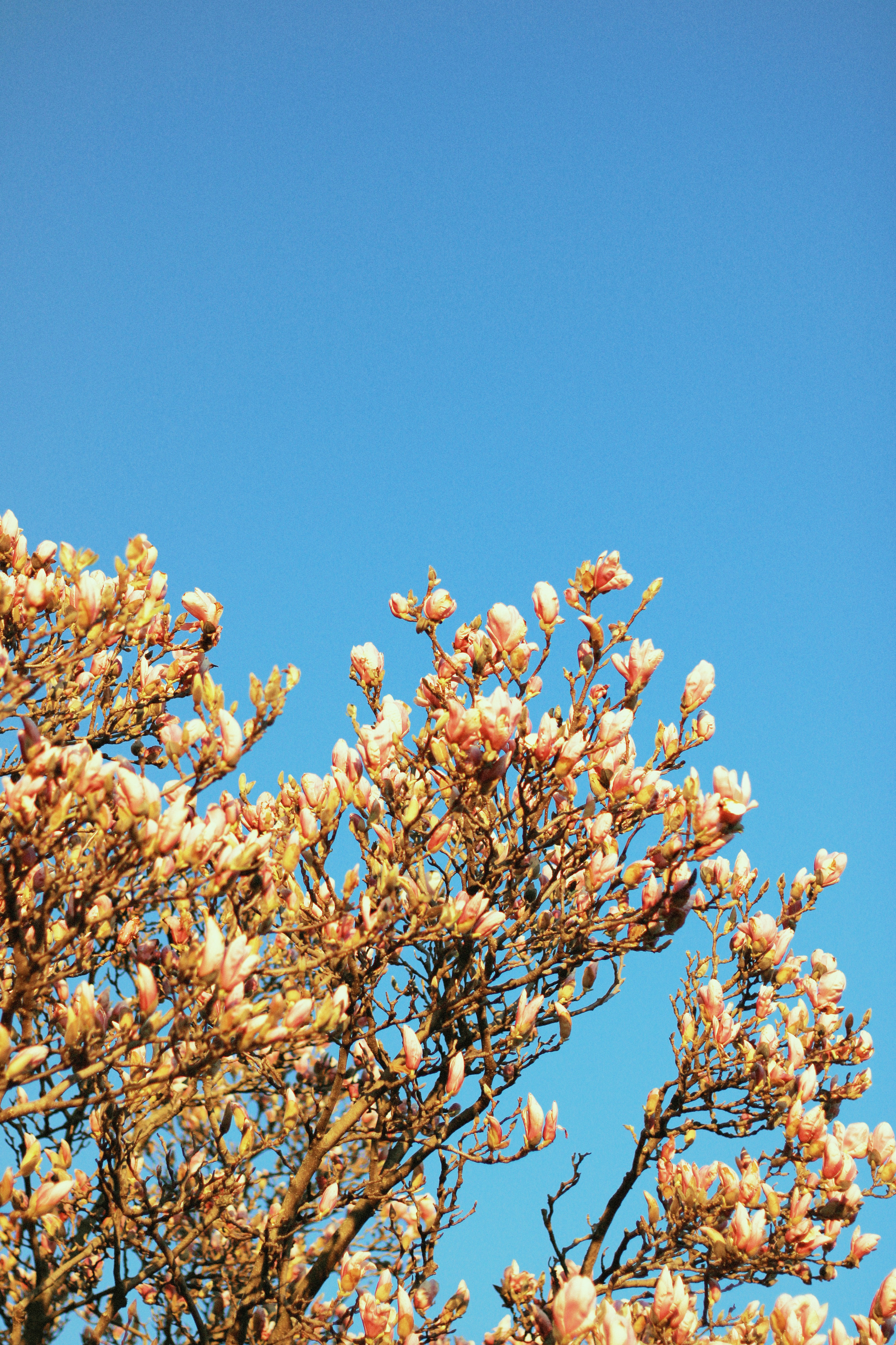 Photo by linusbelanger