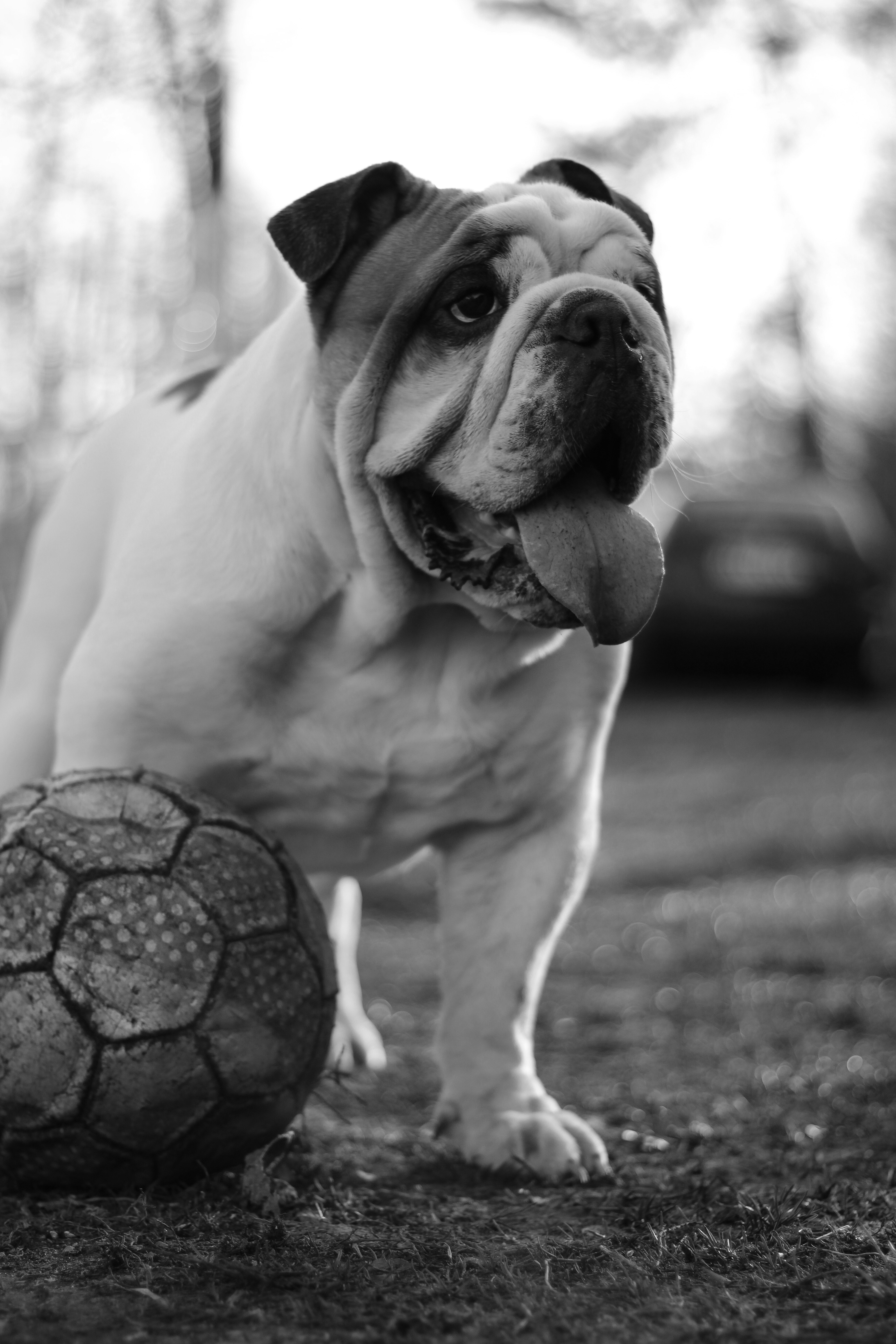 A black and white photo of a dog playing with a soccer ball photo ...