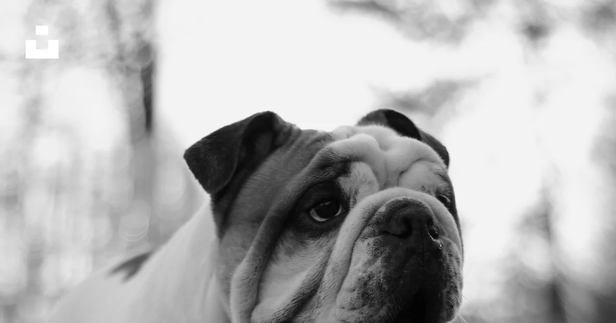 A black and white photo of a dog playing with a soccer ball photo ...