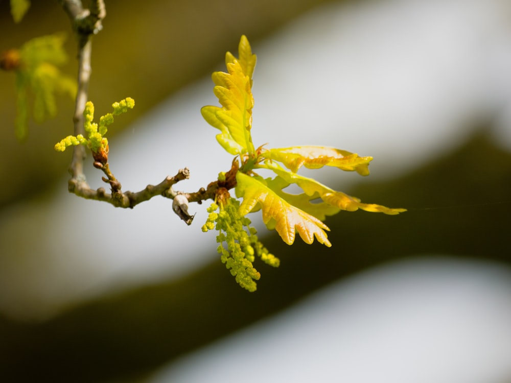 un primo piano di un ramo di un albero con fiori gialli