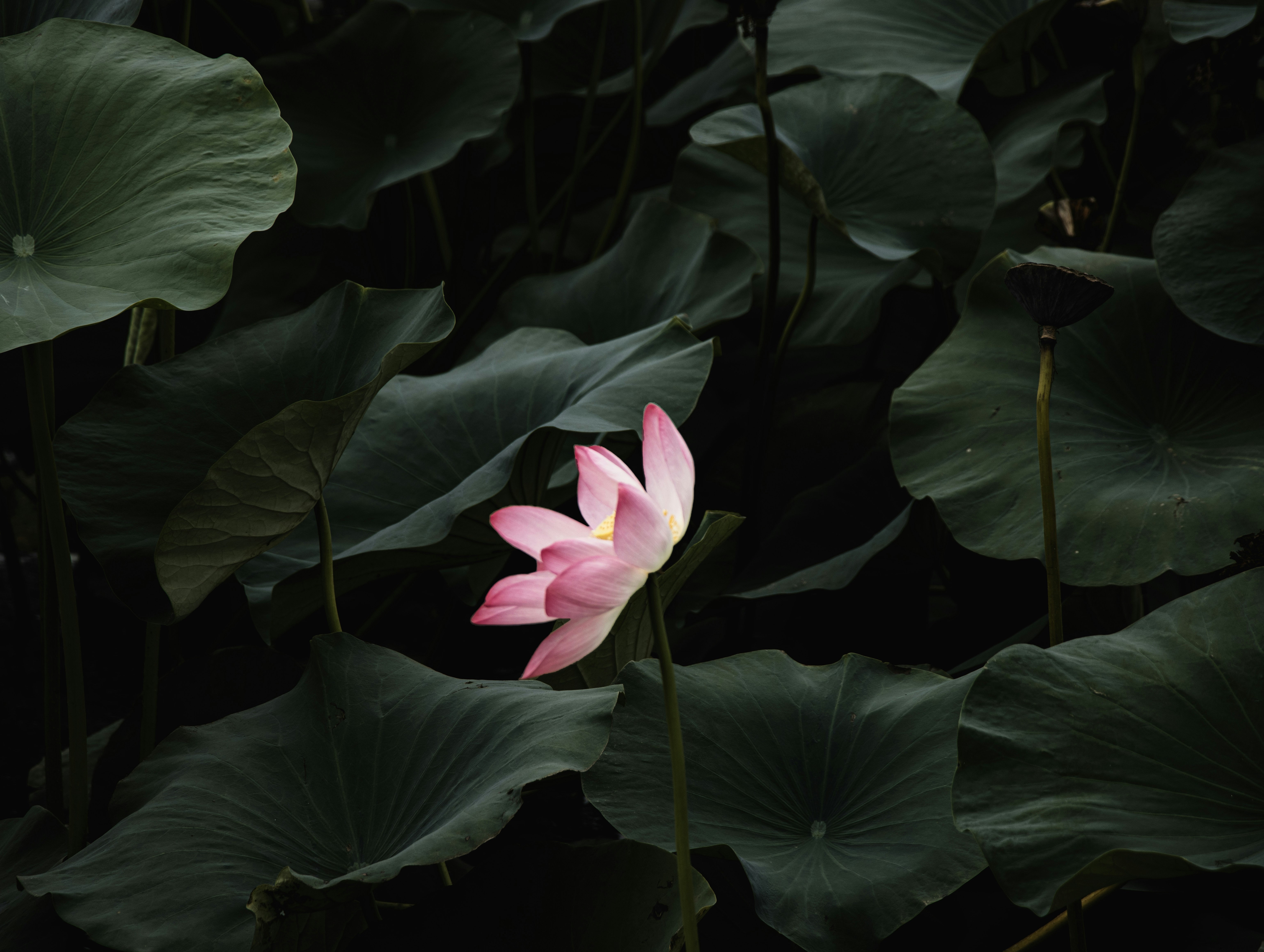 Photo by rezajomepour
