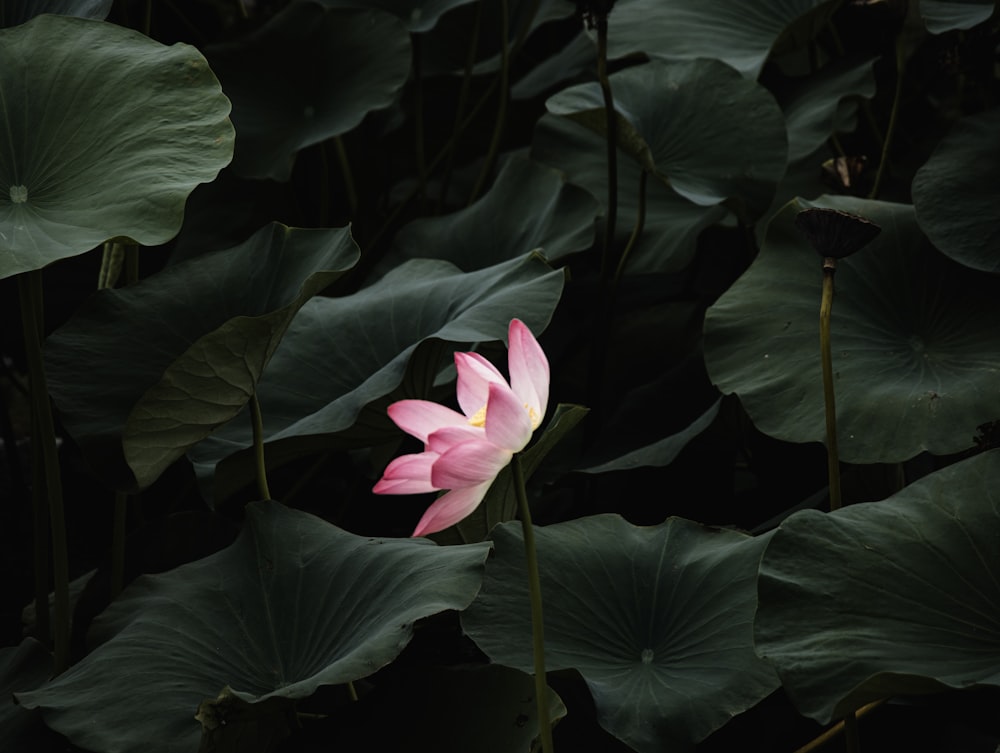 a pink flower is surrounded by green leaves