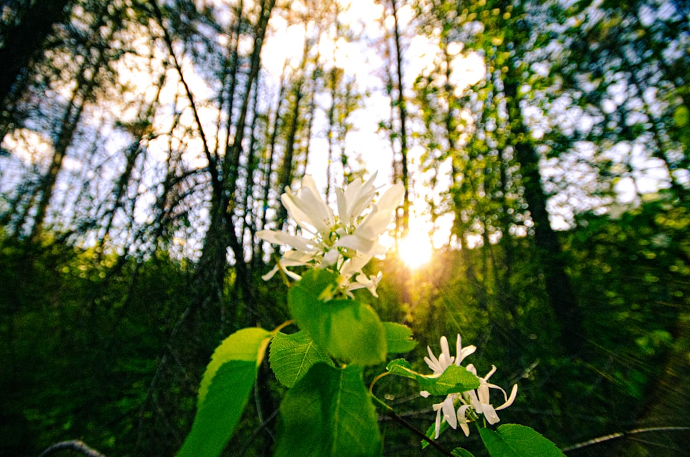 the sun is shining through the trees in the woods