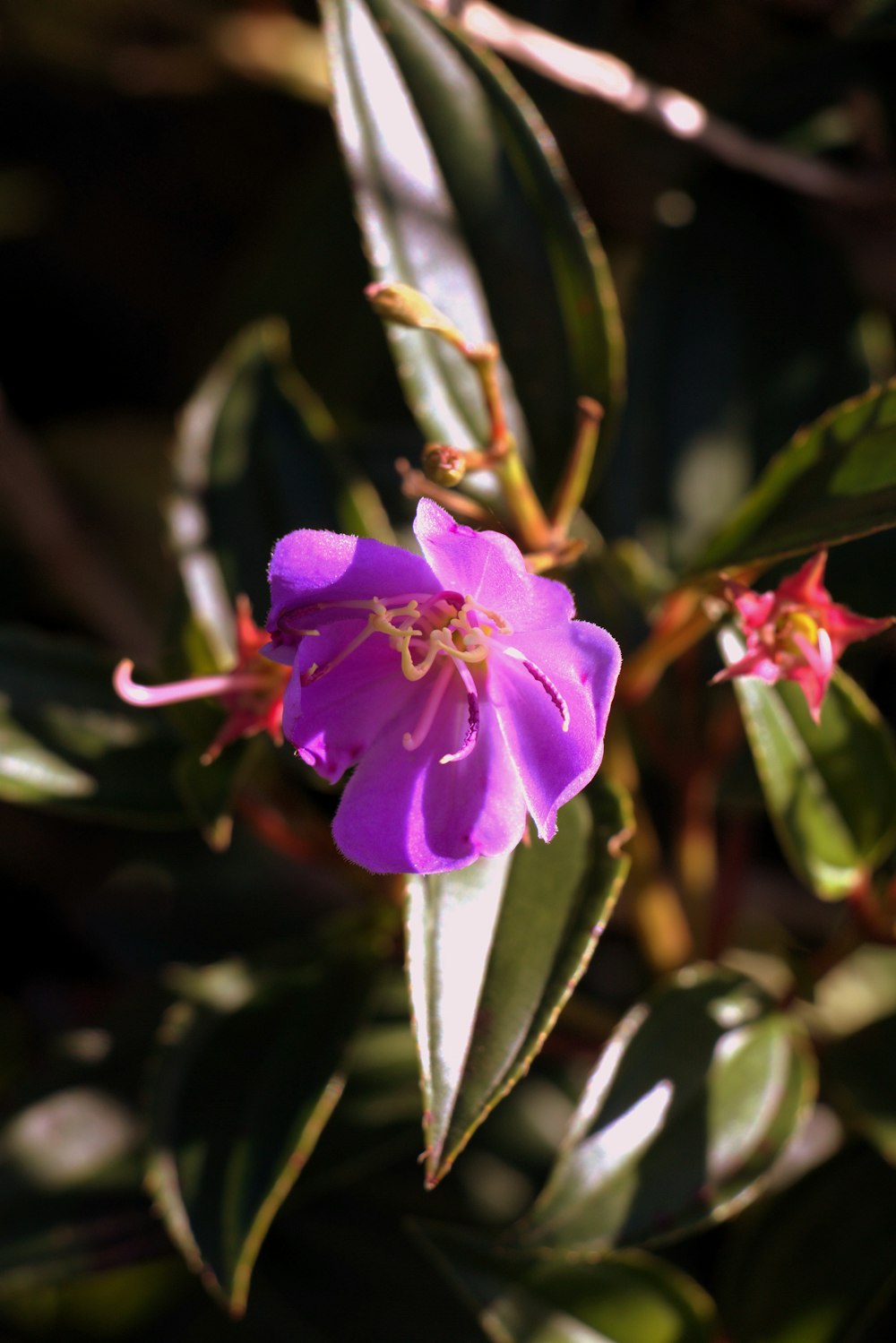 a purple flower with green leaves in the background