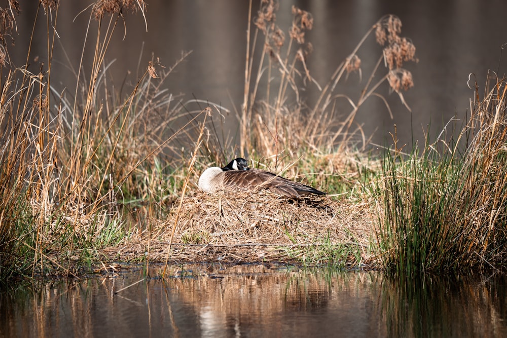 a duck sitting on top of a pile of dry grass