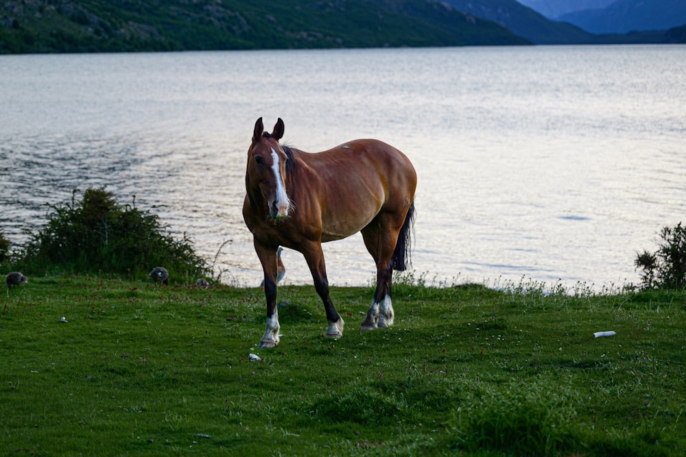 a brown horse standing on top of a lush green field