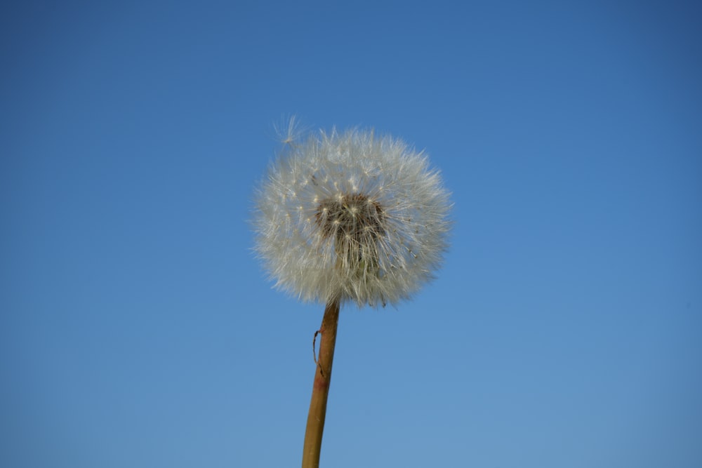 a dandelion with a blue sky in the background