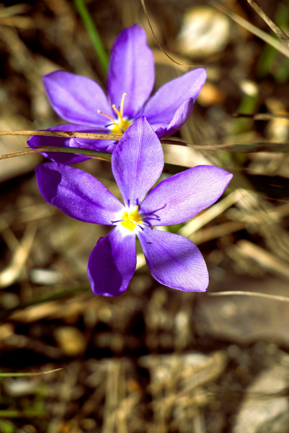 a purple flower with a yellow center is in the grass